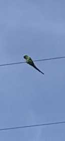 Sighting Bird / Parrot