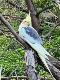 Sighting Cockatiel