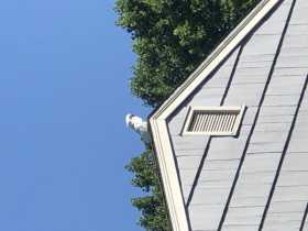 Sighting Cockatoo