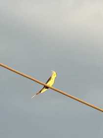 Sighting Cockatiel