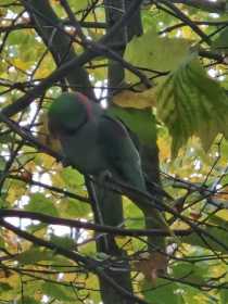 Sighting Alexandrine