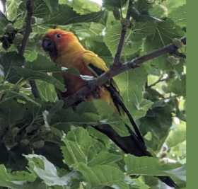 Sighting Conure