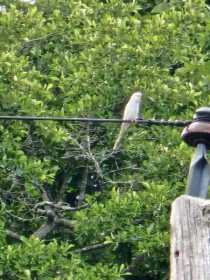 Sighting Budgerigar