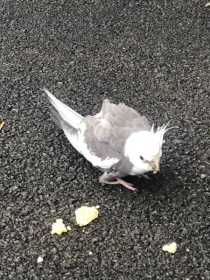 Sighting Cockatiel