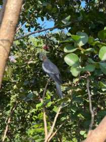 Sighting Cockatiel