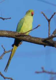 Sighting Indian Ringneck Parakeet