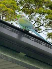 Sighting Indian Ringneck Parakeet