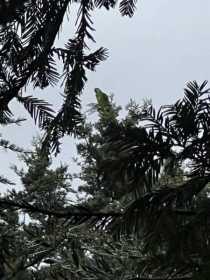 Sighting Amazon