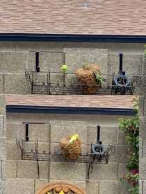Sighting Parakeet