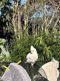 Sighting Corella Cockatoo