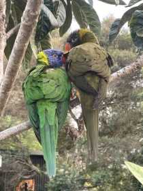 Sighting Lory / Lorikeet