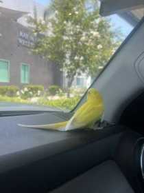 Sighting Parakeet