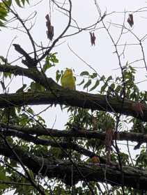 Sighting Budgerigar