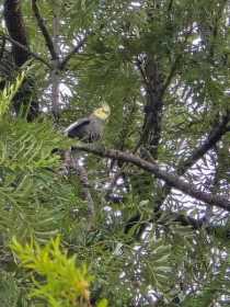 Sighting Cockatiel