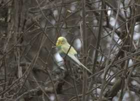 Sighting Budgerigar