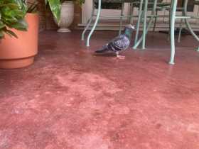 Sighting Pigeon
