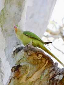 Sighting Alexandrine