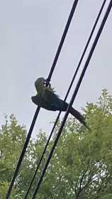 Sighting Macaw