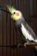 Cockatiel