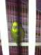 Parakeet