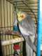 Cockatiel