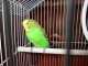 Parakeet