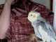 Cockatiel