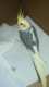 Cockatiel