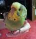 Parakeet