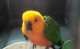 Conure