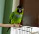 Conure