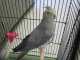 Cockatiel