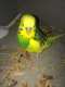 Budgerigar