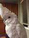 Cockatoo