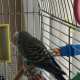 Parakeet