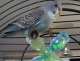 Parakeet