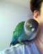 Conure