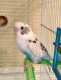 Parakeet