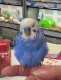 Budgerigar