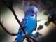 Budgerigar
