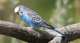 Parakeet