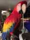 Macaw