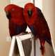 Eclectus
