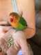 Lovebird