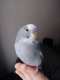 Parakeet