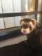 Ferret