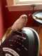 Budgerigar