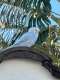 Budgerigar
