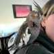 Cockatiel