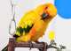 Conure